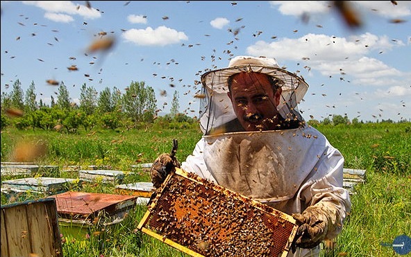 بیمه زنبورداری همچنان در پیچ و خم مشکلات